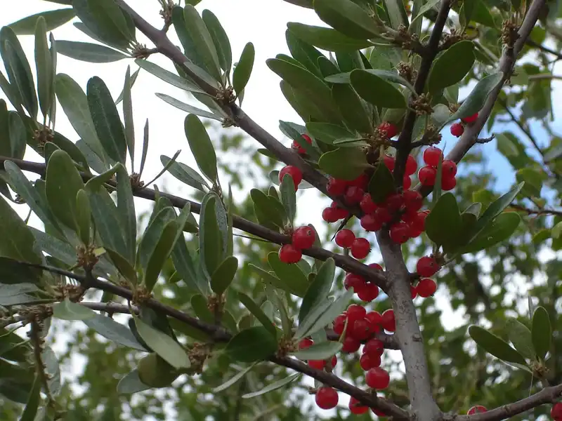 Silvery buffaloberry branches with clusters of red berries against the sky