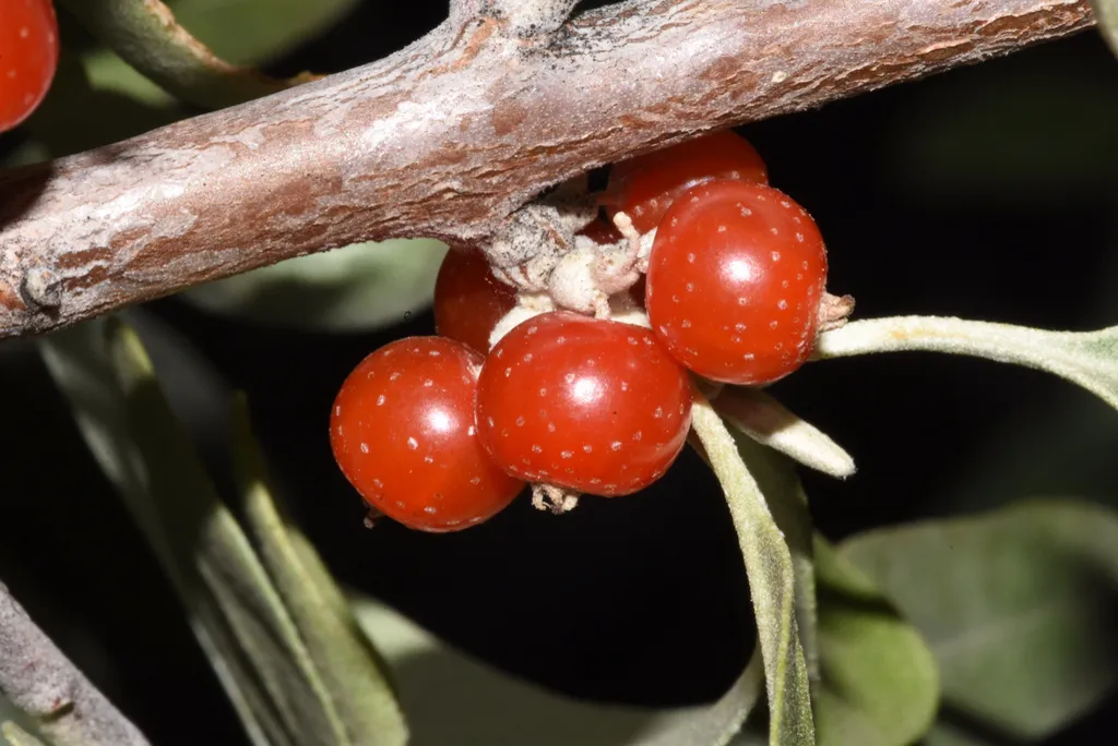 Speckled red buffaloberries beside narrow silver-green leaves