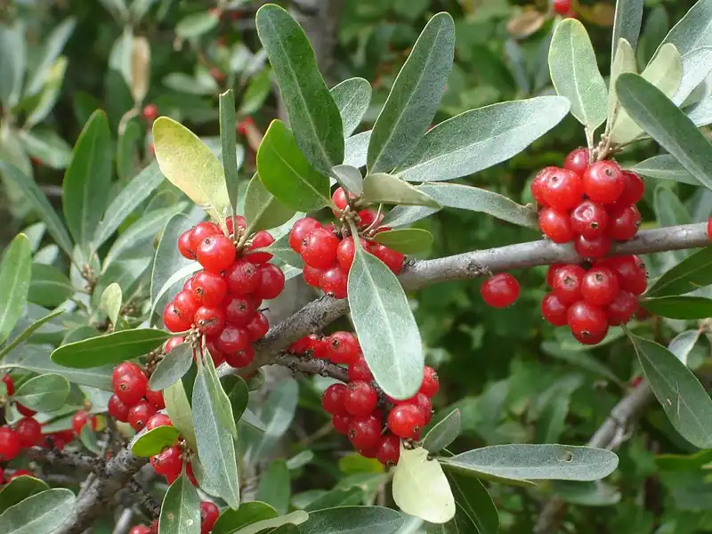 Dense clusters of red buffaloberries along a branch with silver foliage
