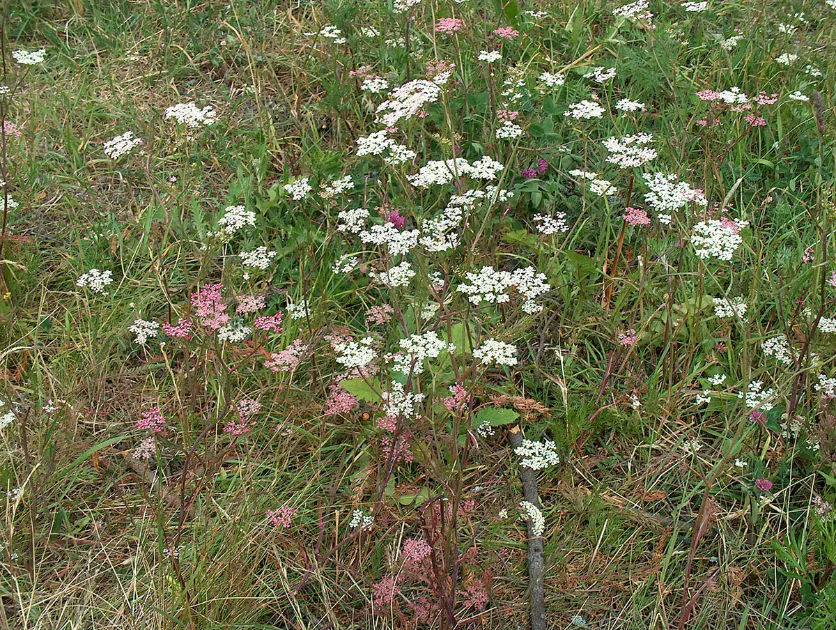 Caraway in flower with flat white and pink umbels in rough grass