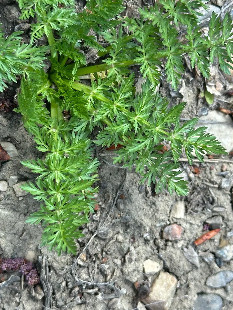 Feathery finely divided caraway foliage in its first-year rosette