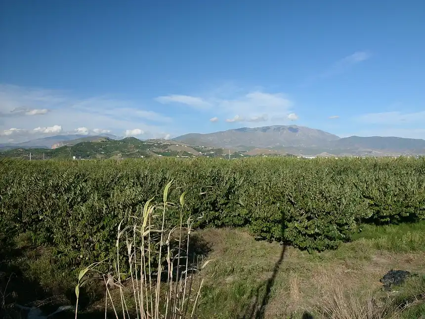 Cherimoya orchard rows with mountains behind on Spain's Costa Tropical