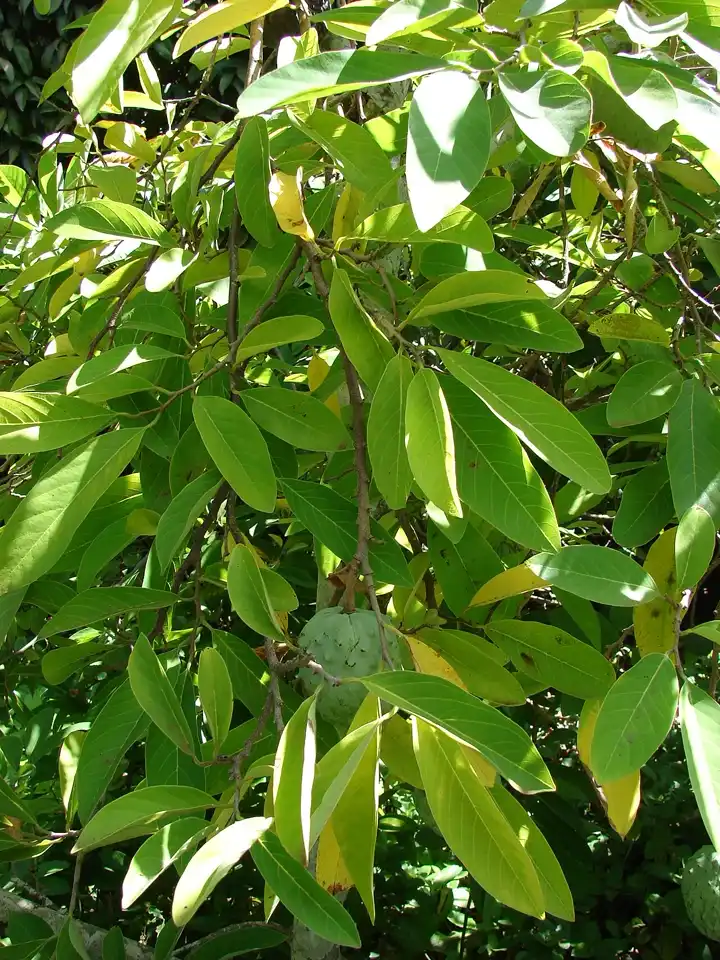 Cherimoya tree branches with a pale green fruit hidden in the foliage