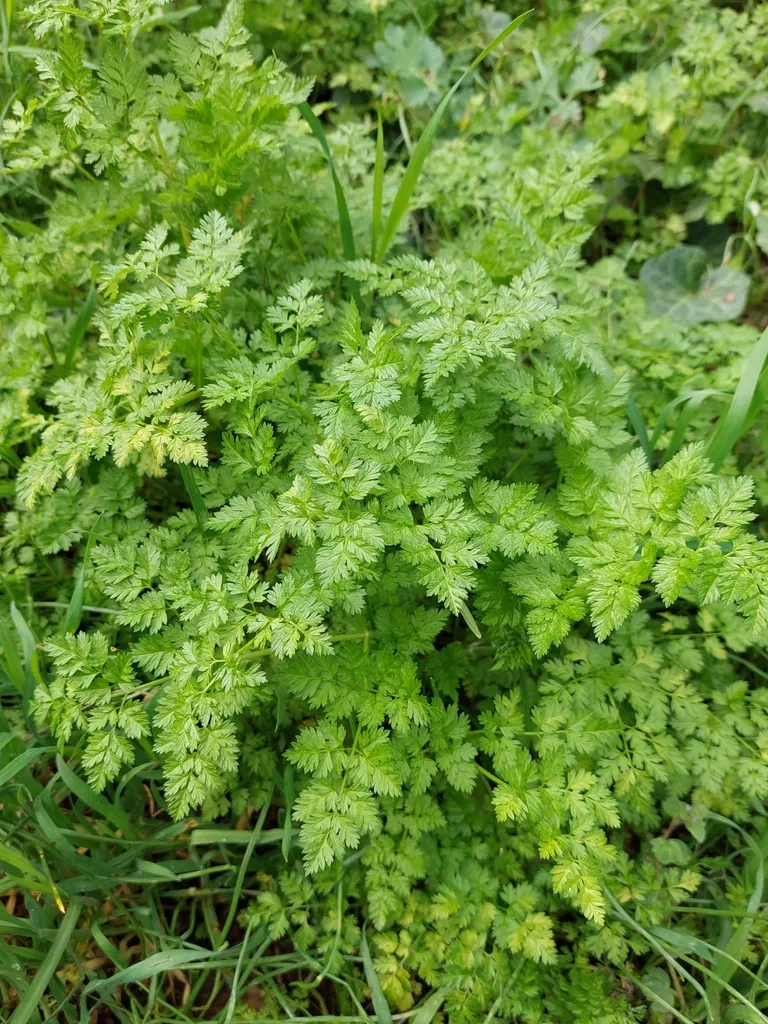 Dense mound of finely divided lacy chervil leaves