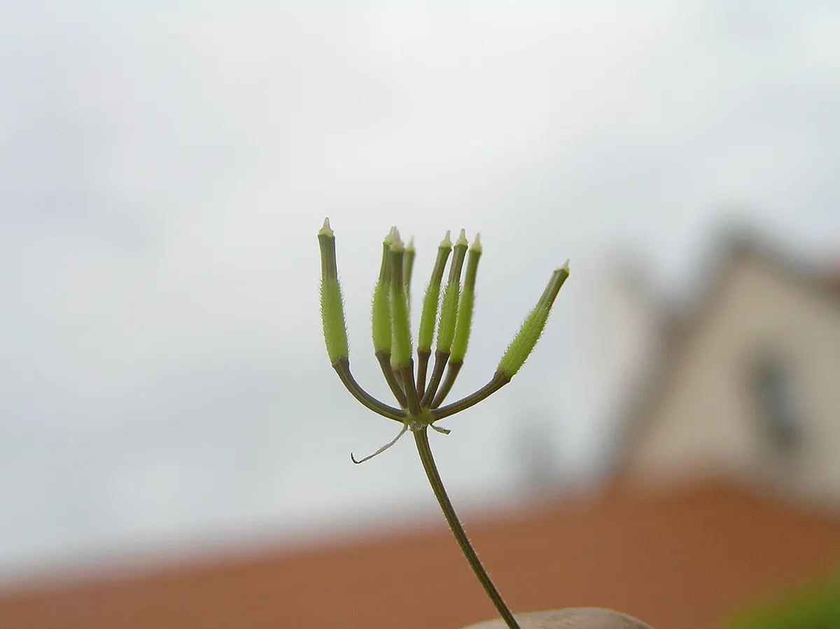 Slim green seed heads on chervil stems against a pale sky