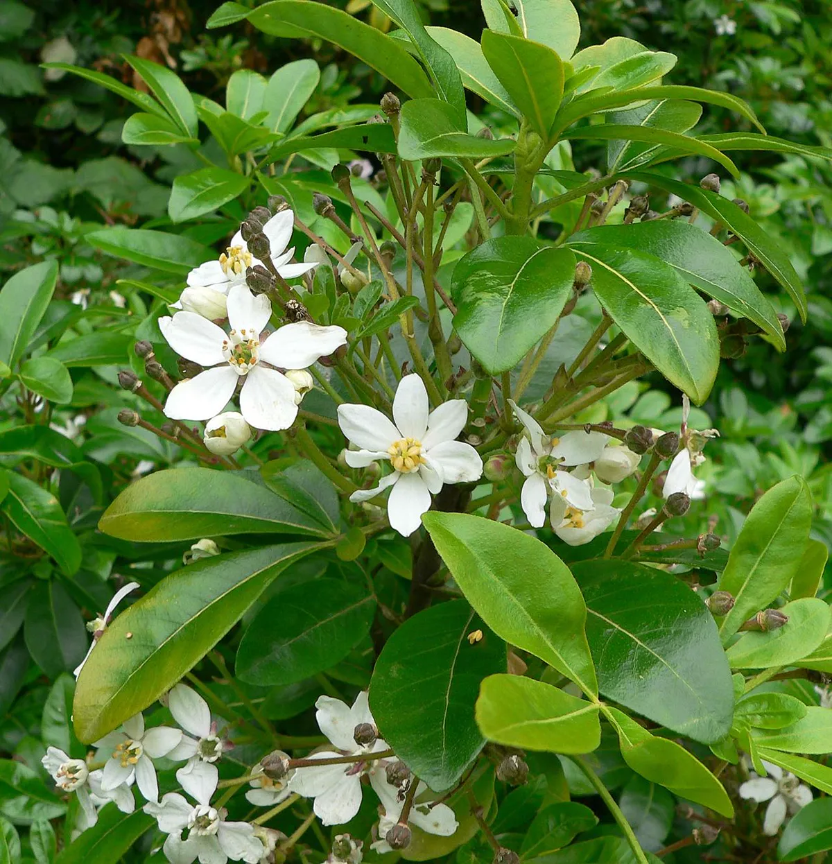 White star-shaped scented flowers among glossy three-part leaves