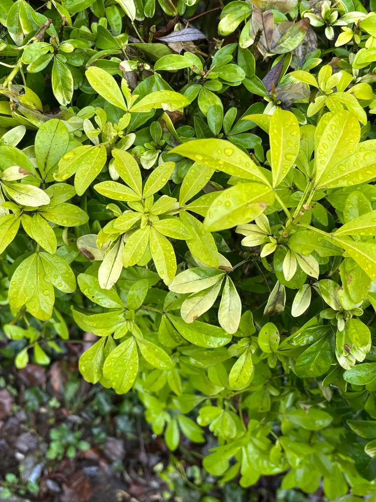 Bright golden-yellow foliage on a compact evergreen shrub