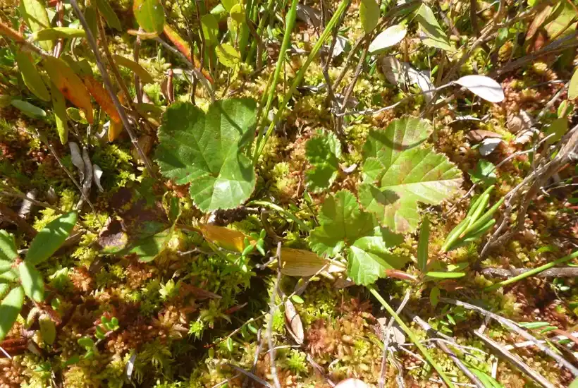 Orange cloudberries ripening in boggy ground
