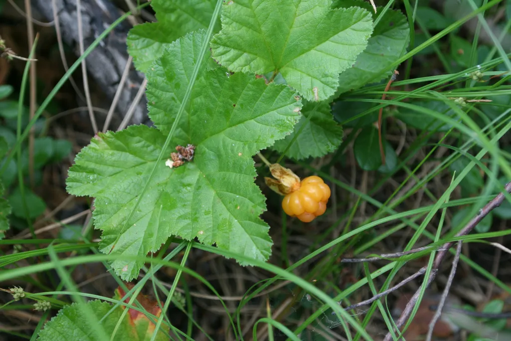 How to grow cloudberry — amber cloudberries ripening on low plants in a peat bog
