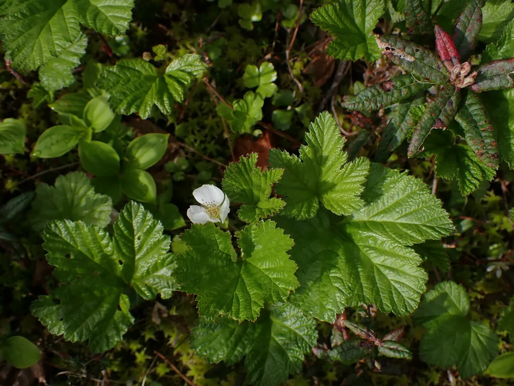 White cloudberry flower open among low creeping leaves in a peat bog