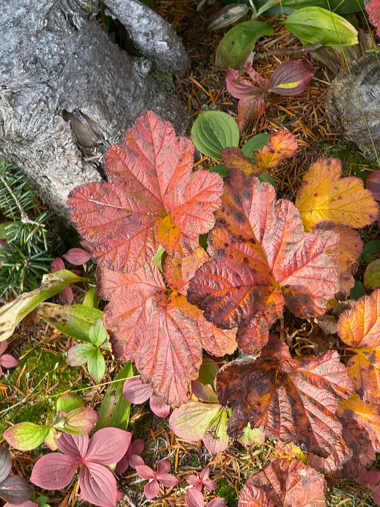 Cloudberry leaves turning deep red across the bog surface in autumn