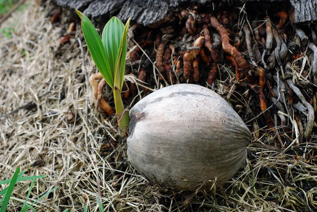 Coconut sprouting on the ground with a bright green shoot pushing out of the husk