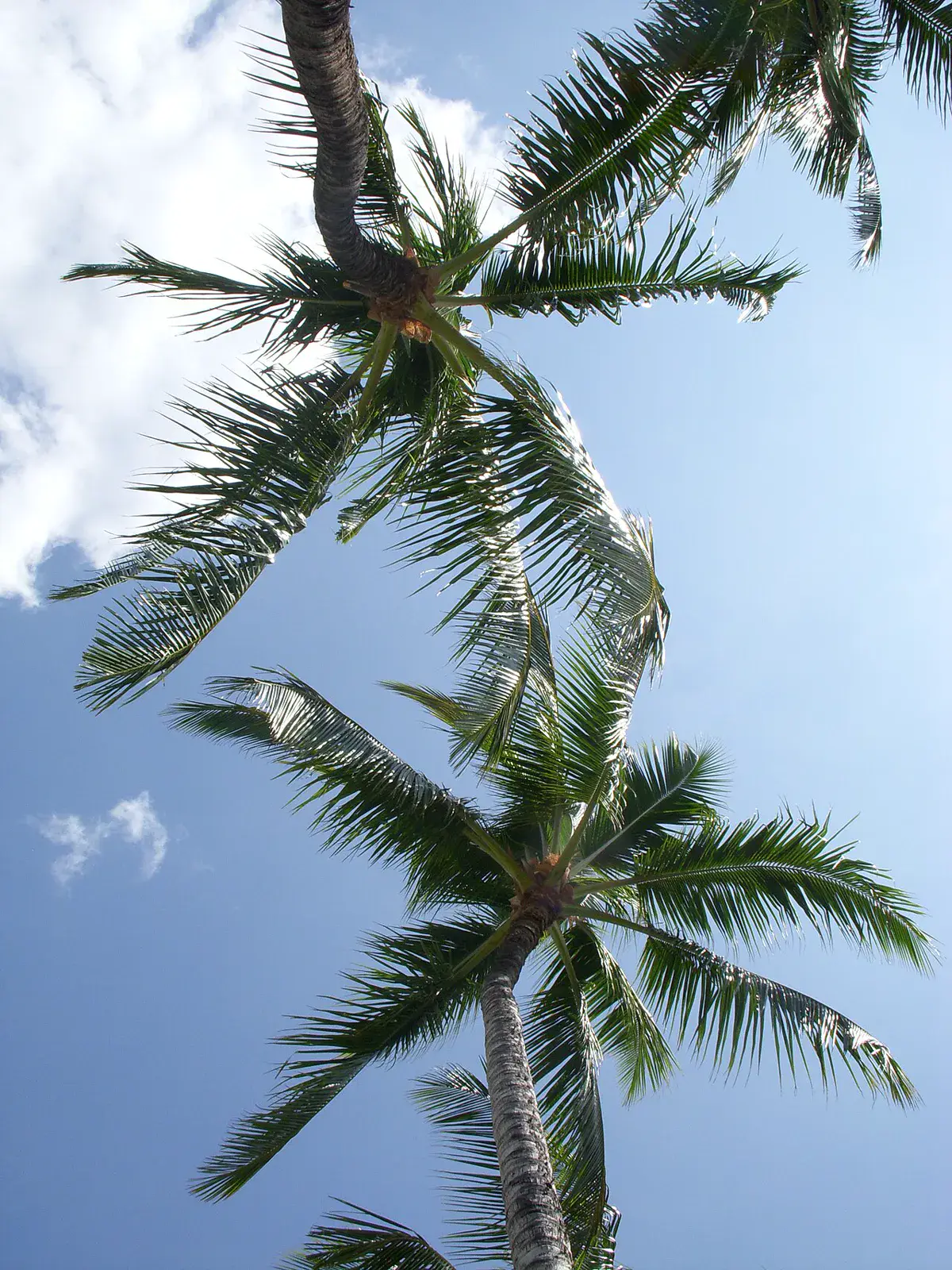 Crowns of coconut palms with long feathered fronds seen against a blue sky