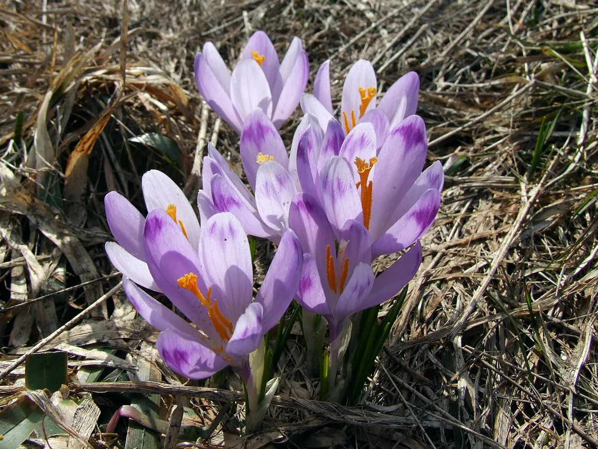 Clump of purple-striped crocus flowers open in early spring sun