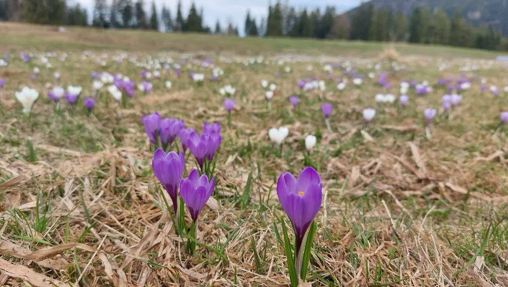 Crocuses naturalised across an open meadow with hills behind