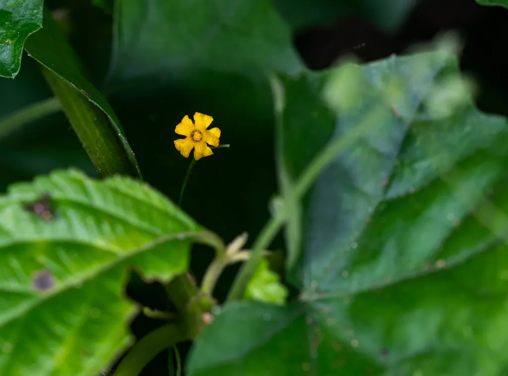Small yellow flower on a slender vine with ivy-shaped leaves