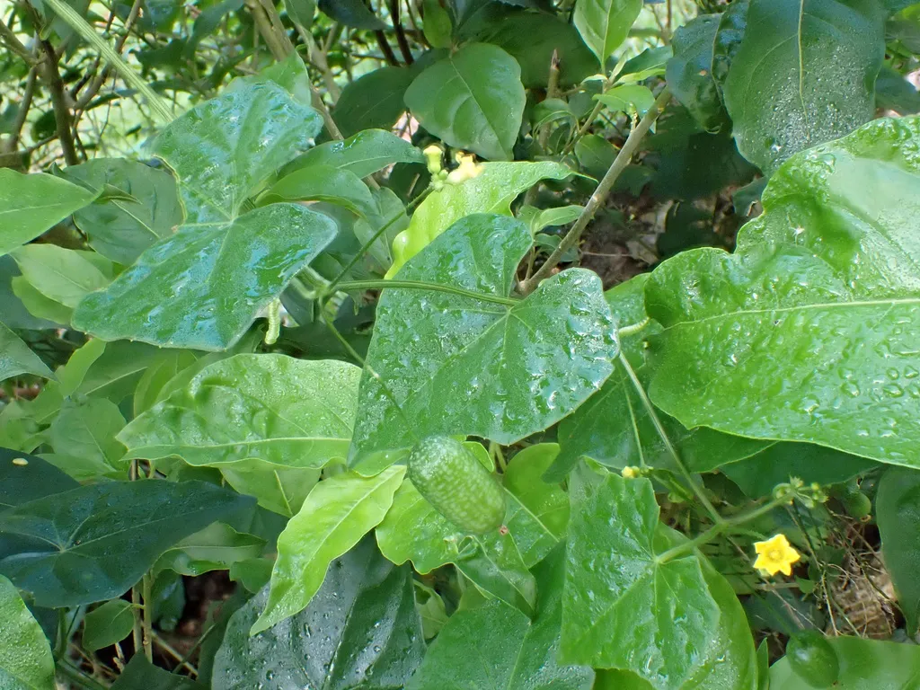 Striped grape-sized fruit hanging on a thin vine among lobed leaves