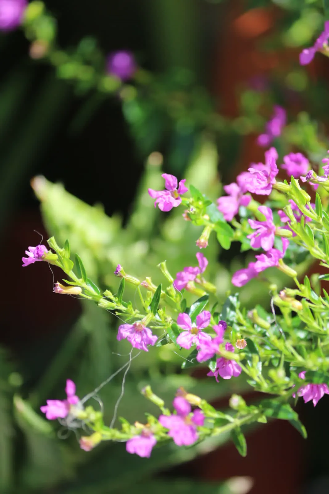 A clump of Mexican heather (Cuphea hyssopifolia) covered in tiny purple flowers