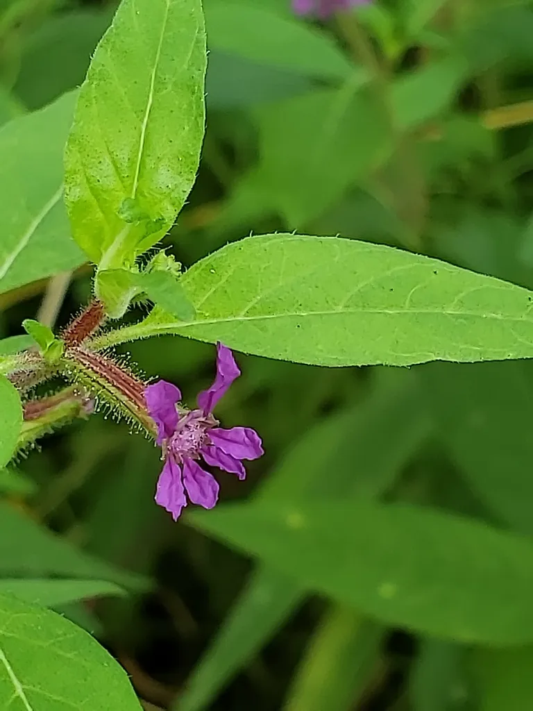 Close-up of cuphea foliage and a small purple bloom on a hairy stem