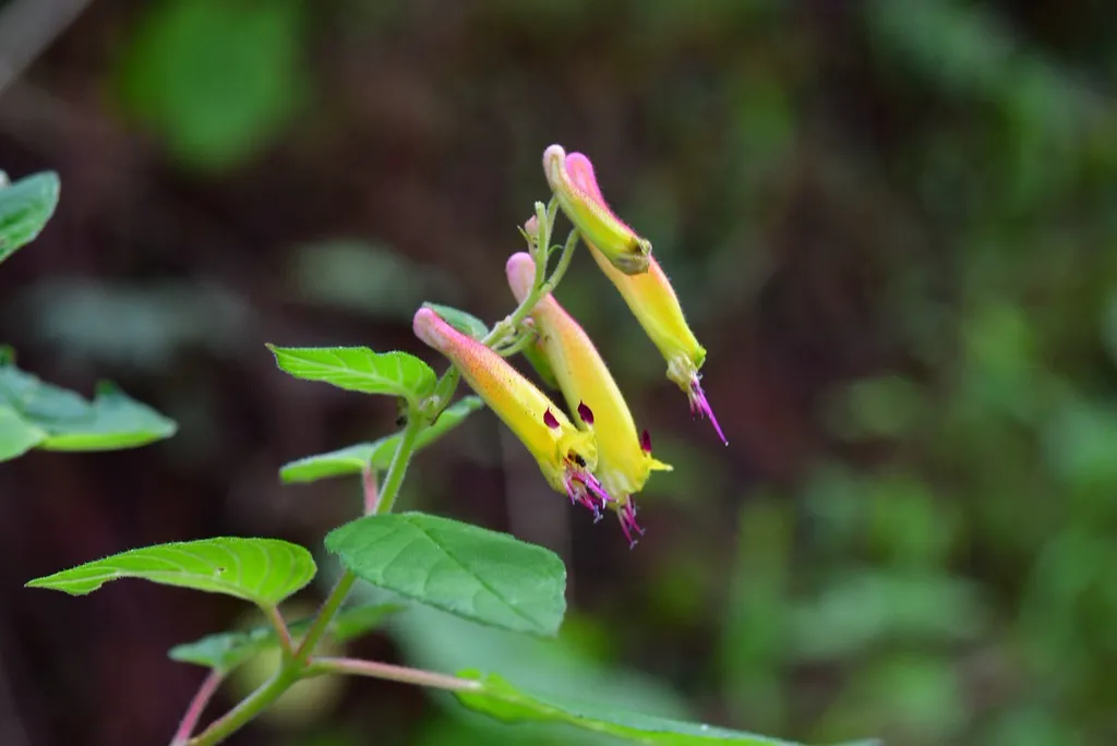 The tubular orange-red flowers of the cigar plant, another popular cuphea