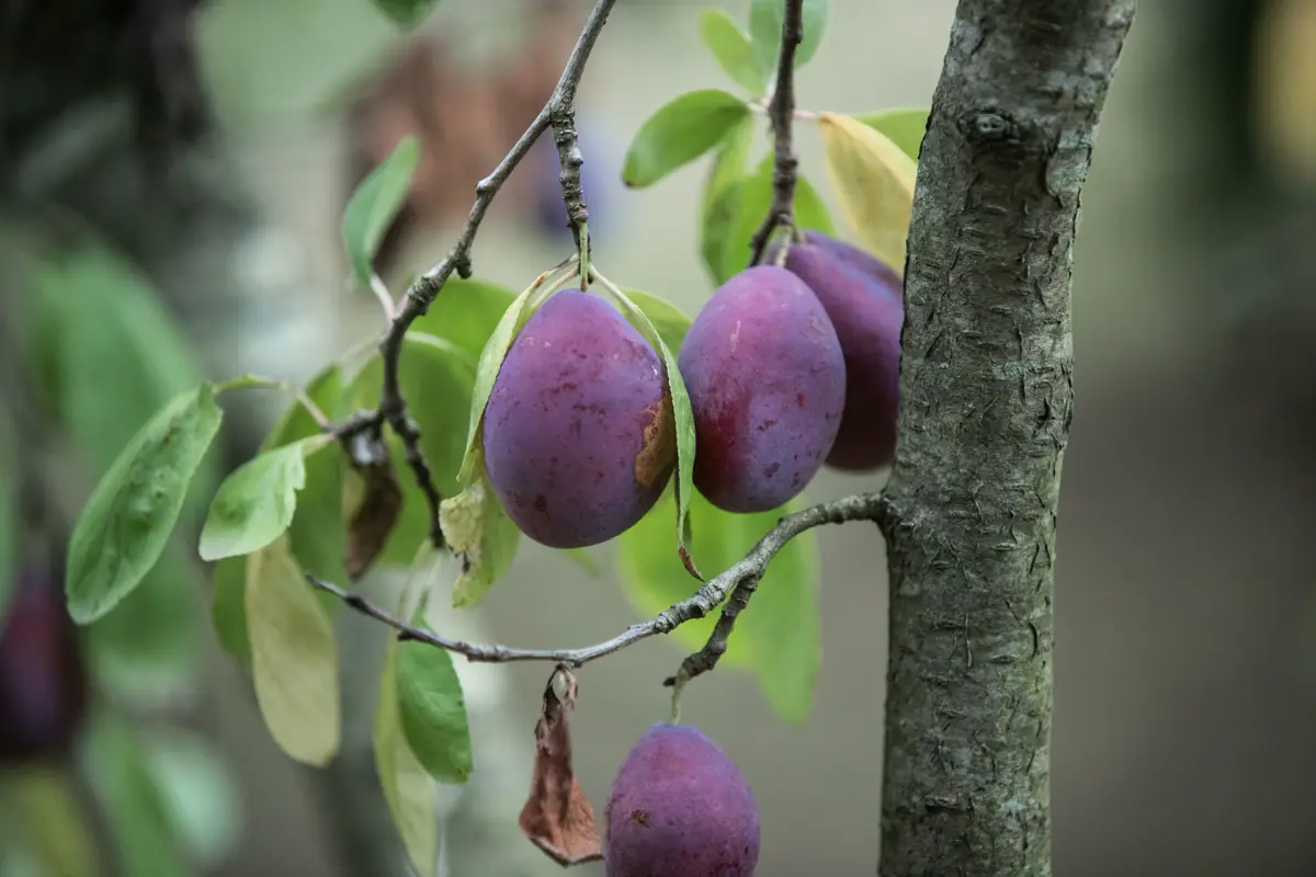 Oval blue-purple damsons with a dusty bloom hanging on a branch beside the trunk