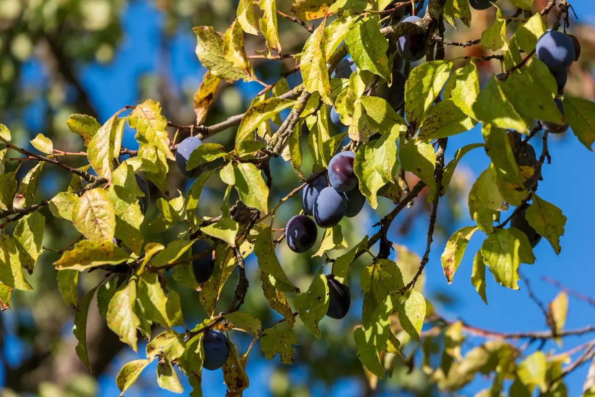 Damson tree carrying heavy crops of small blue-black fruit as its leaves turn yellow in autumn
