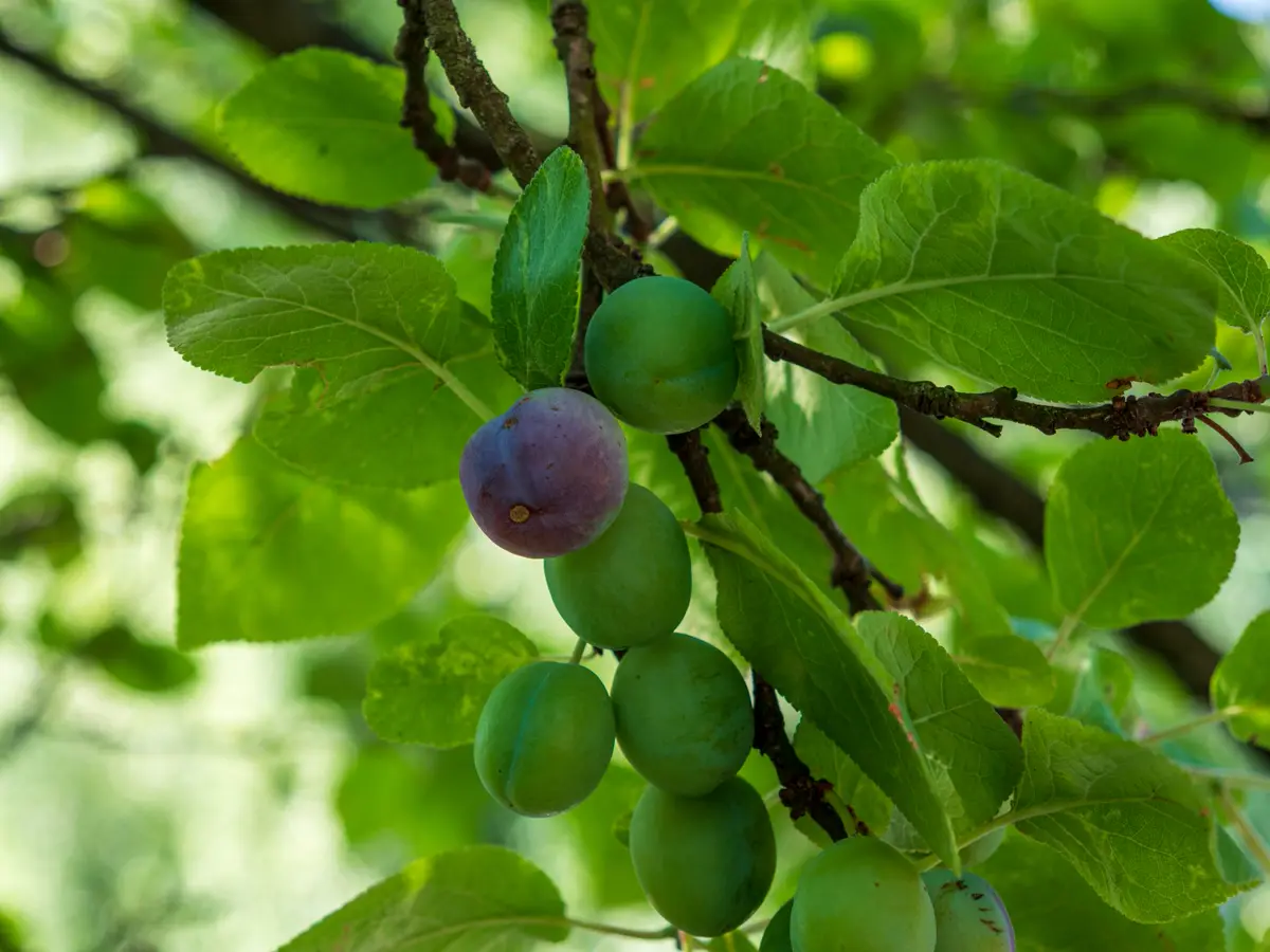 Green unripe damsons on a leafy branch with one fruit already colouring purple