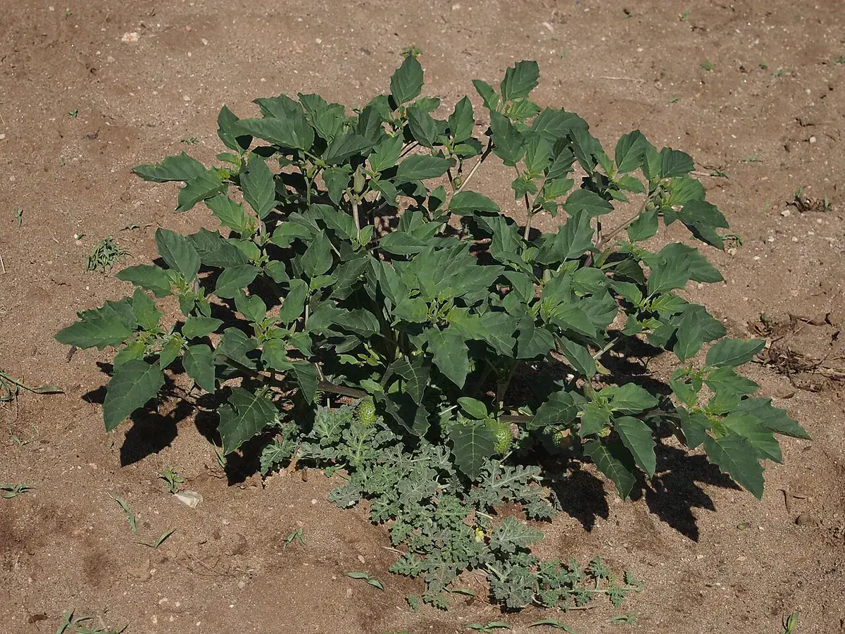 A whole sprawling datura plant growing on bare open ground