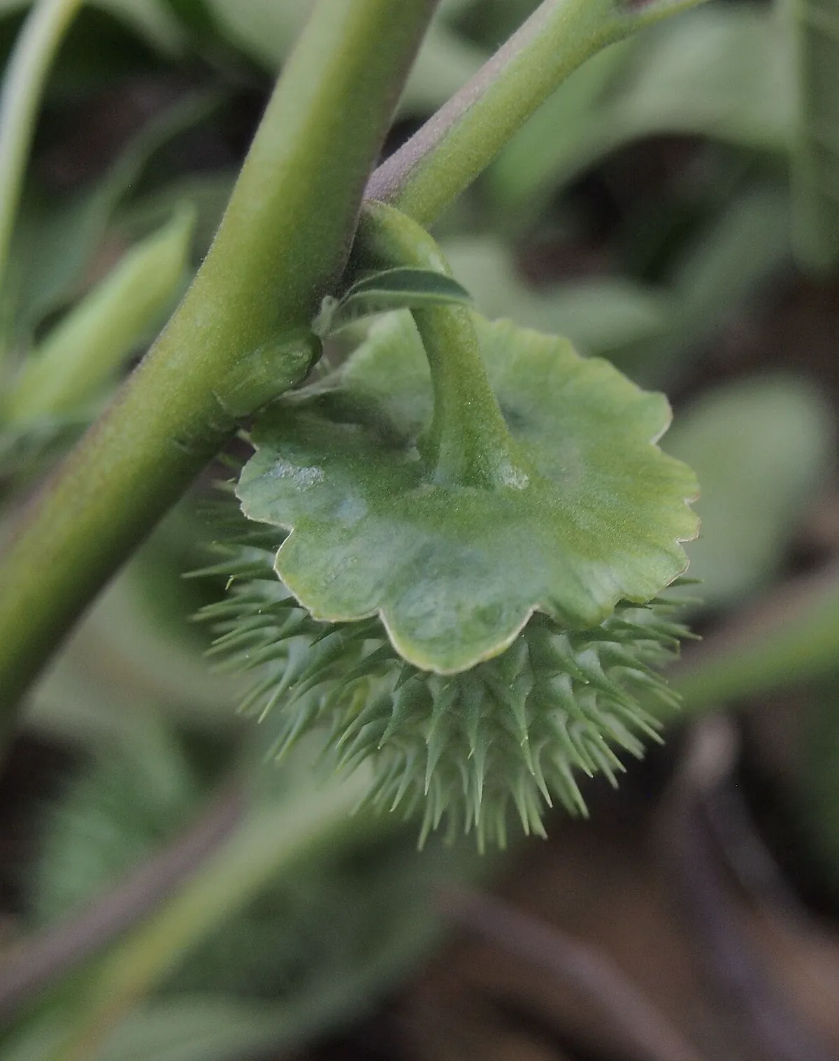 The spiny green seed capsule of datura, the source of its thorn-apple name