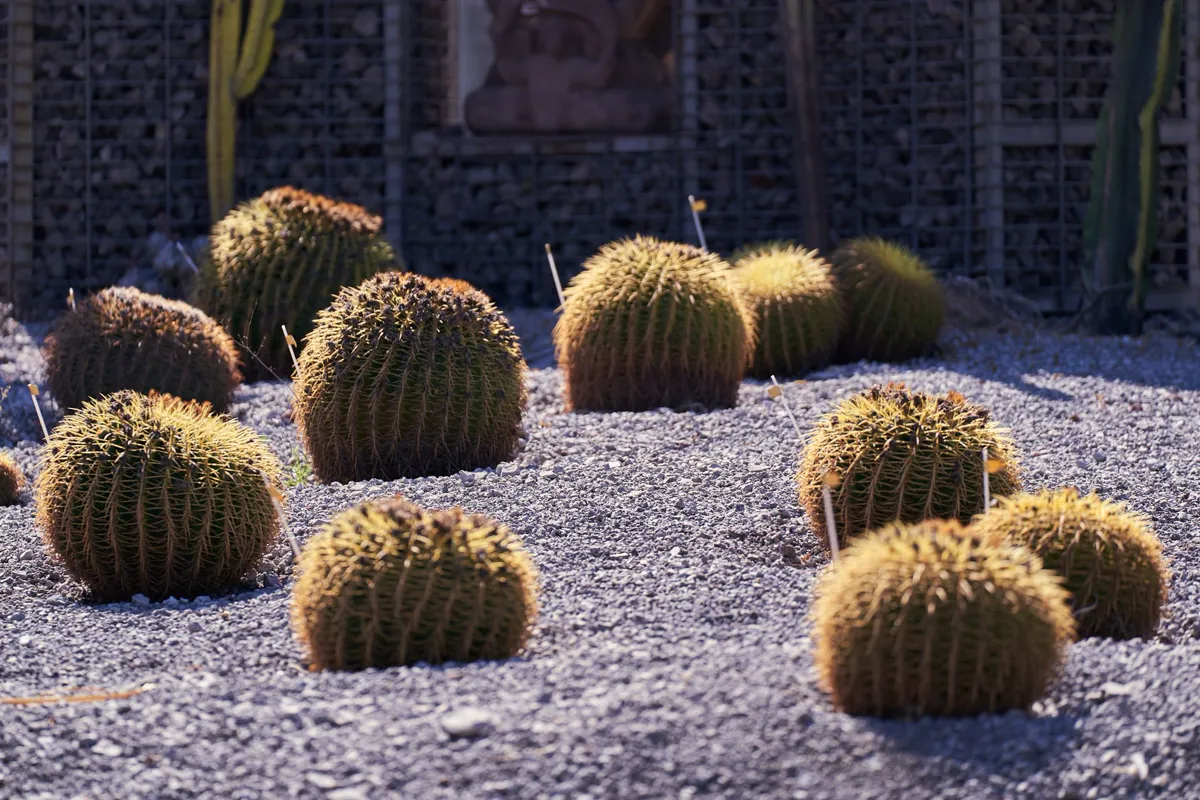 Barrel cacti planted through a deep gravel mulch beside a stone wall