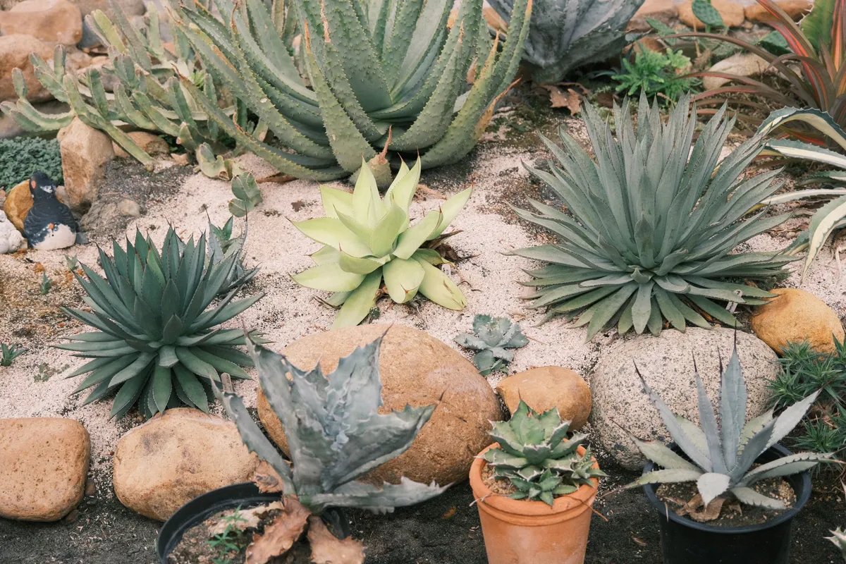 Bed of agaves and aloes planted through gravel with terracotta pots