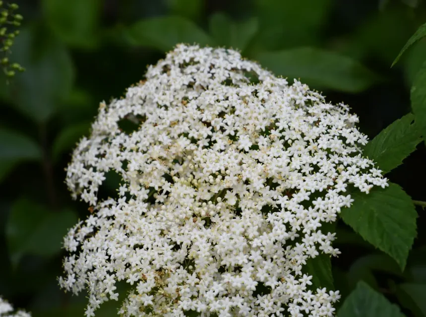 Broad flat head of tiny creamy-white elderflowers above pinnate serrated leaves