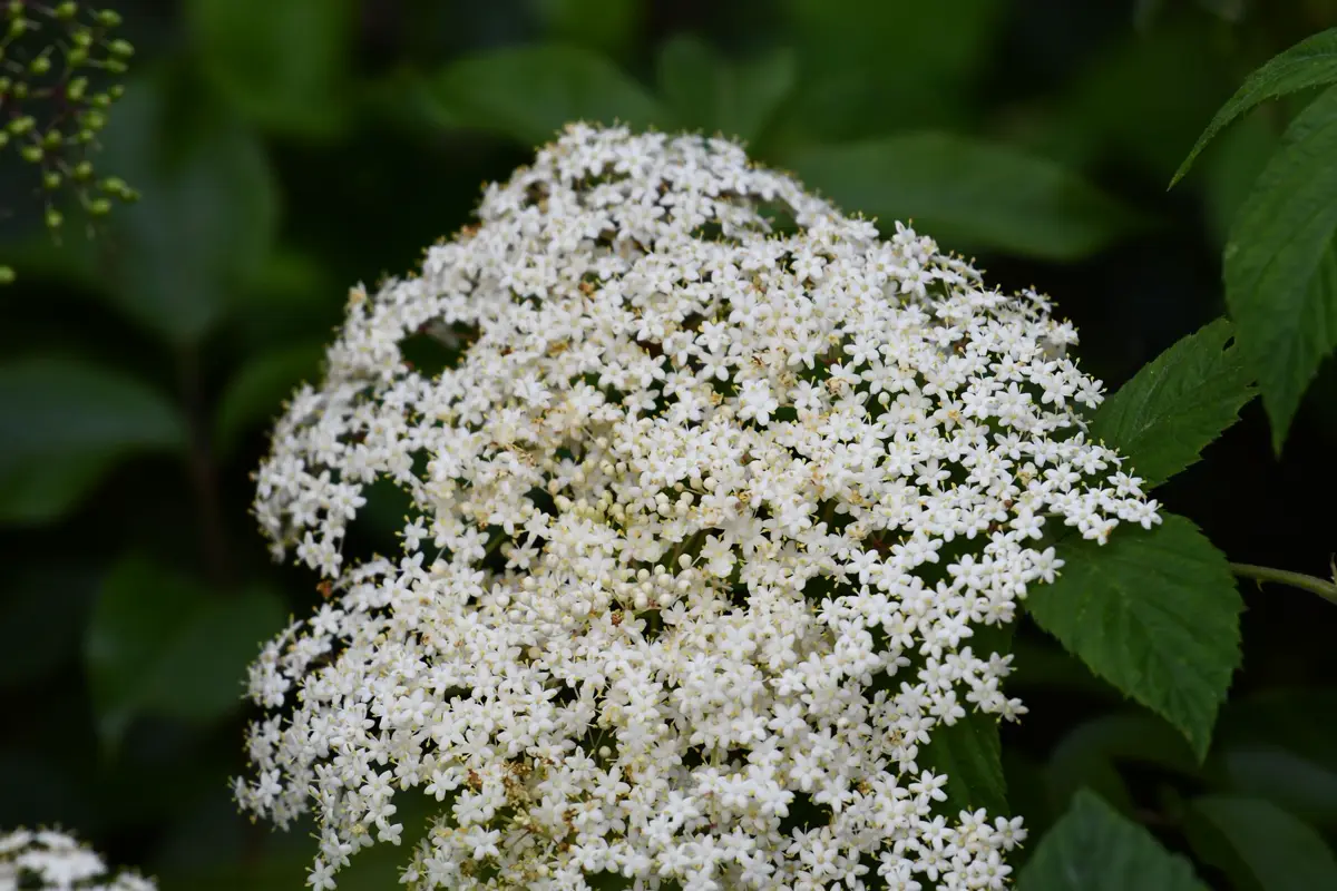 Elderflower