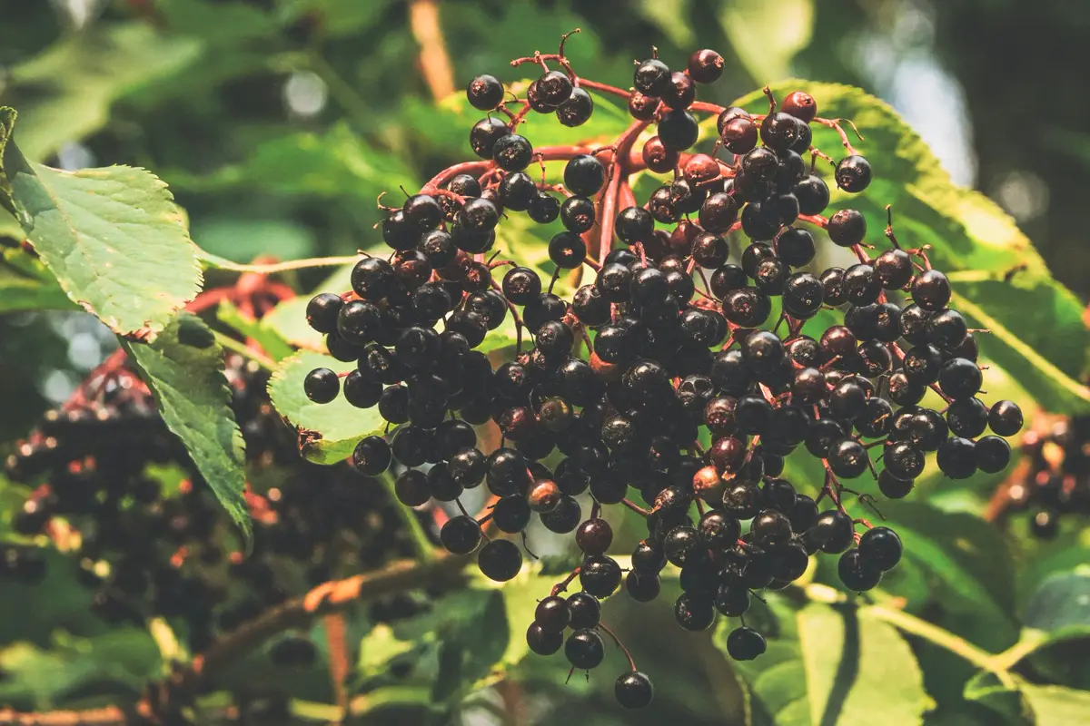 Heavy drooping cluster of ripe purple-black elderberries on red stalks