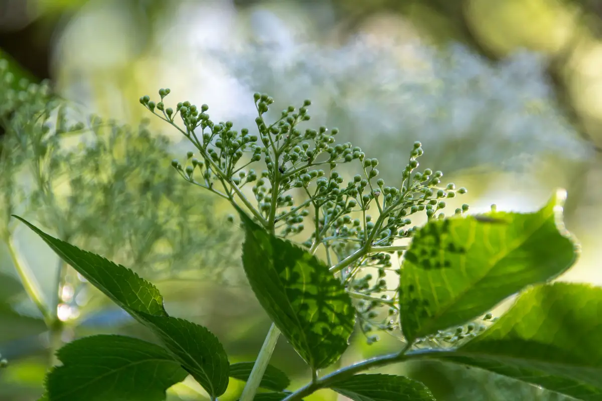 Unripe green elderberries in a loose upright cluster on a leafy branch