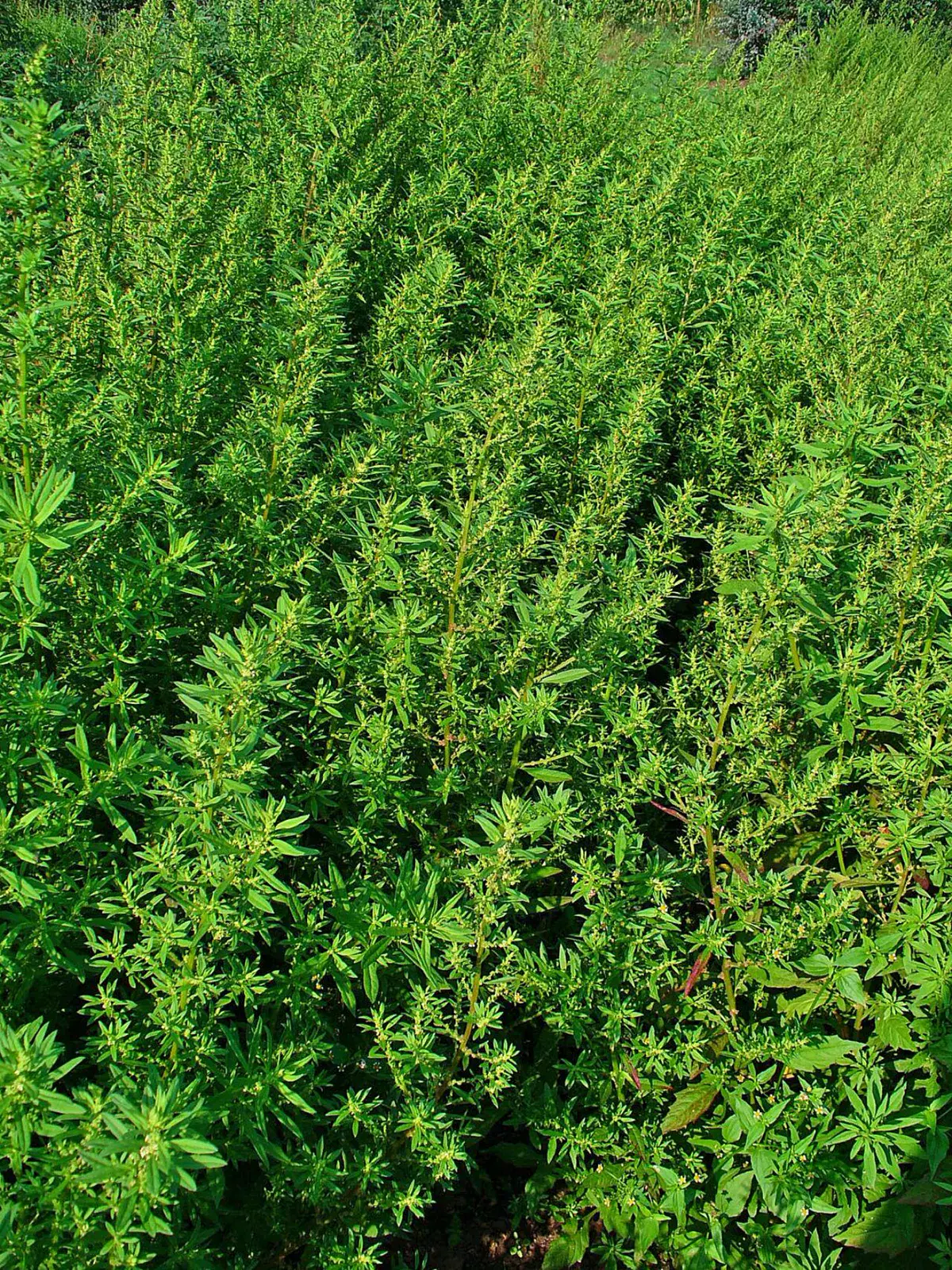 Bushy epazote plant with narrow toothed leaves in full growth