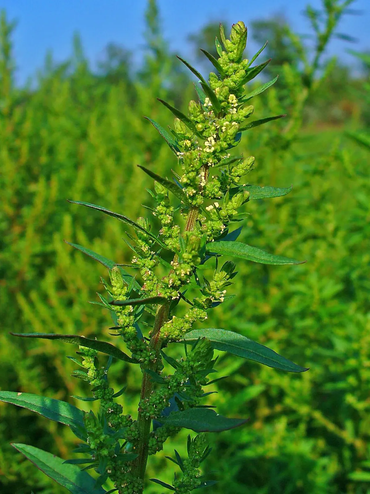 Slender green flowering spike packed with tiny seed clusters