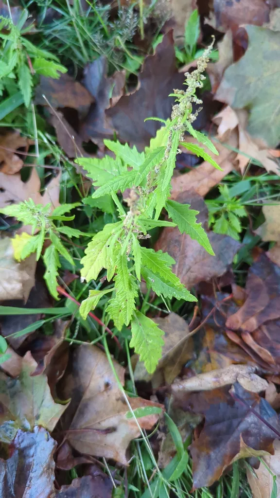 Narrow toothed epazote leaves on a young stem
