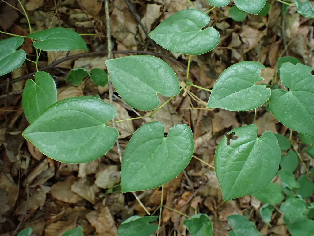 Heart-shaped epimedium leaves carpeting shady ground