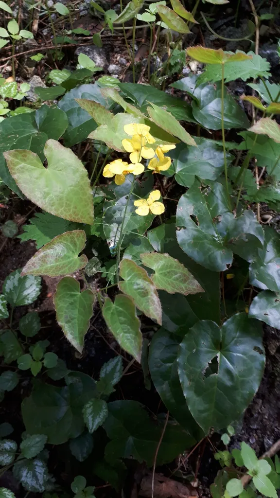 Yellow-flowered epimedium in bloom above its fresh spring foliage