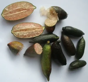 Finger Lime