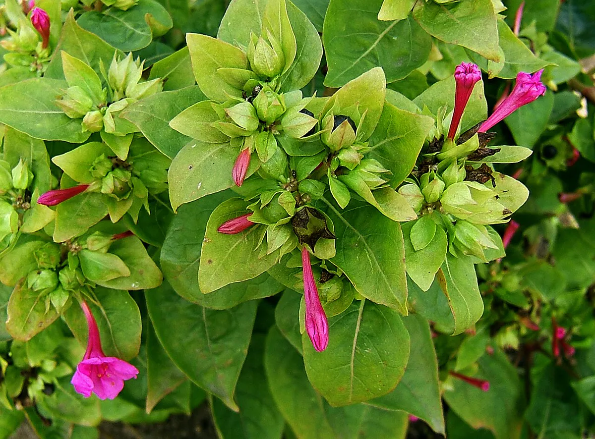 Magenta trumpet flowers and buds among broad soft green leaves