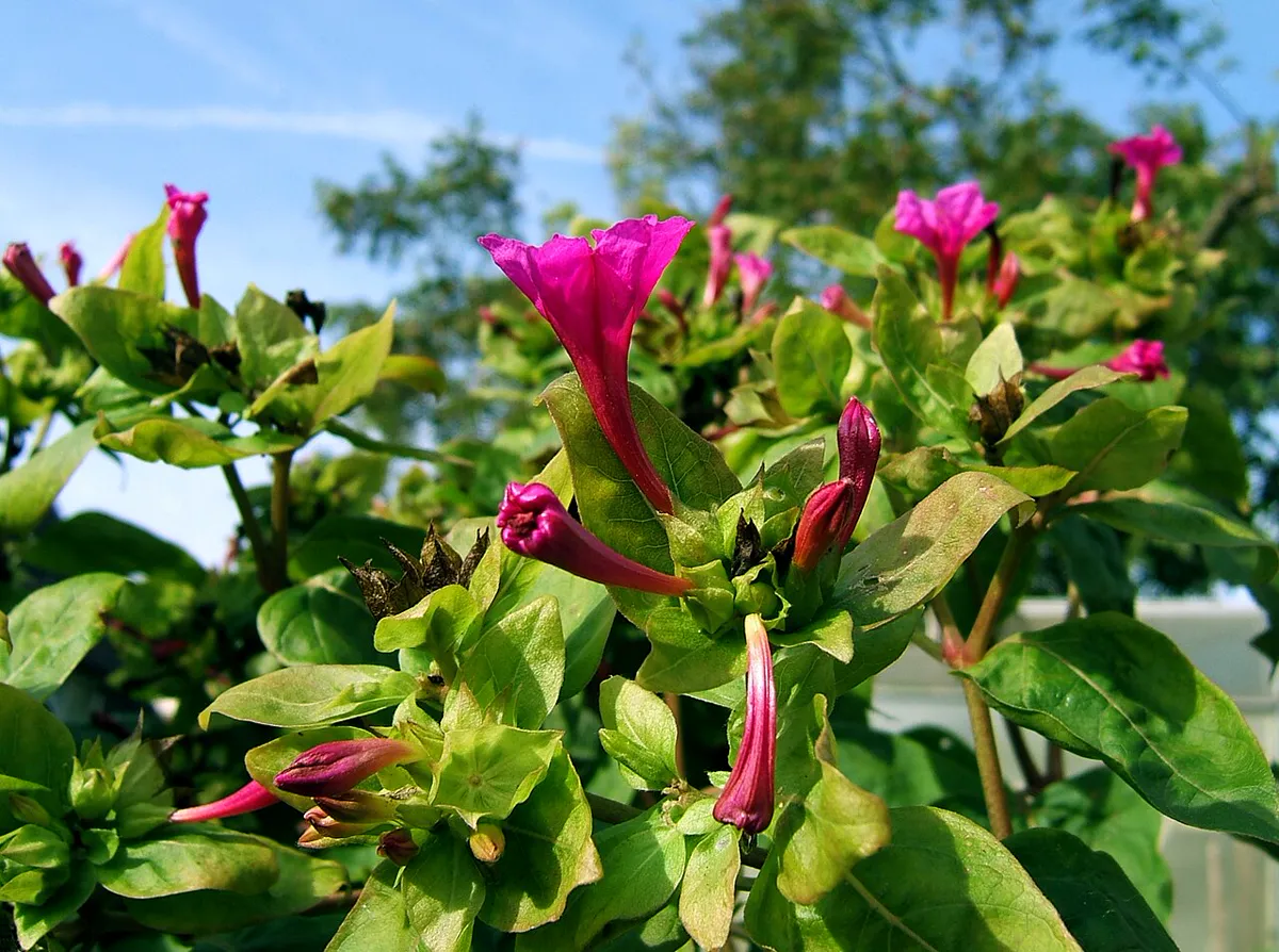 Bushy plant covered in magenta flowers seen against a blue sky