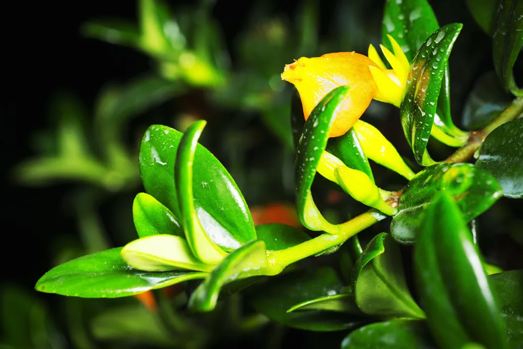 Orange pouched goldfish-plant flower among glossy dark leaves
