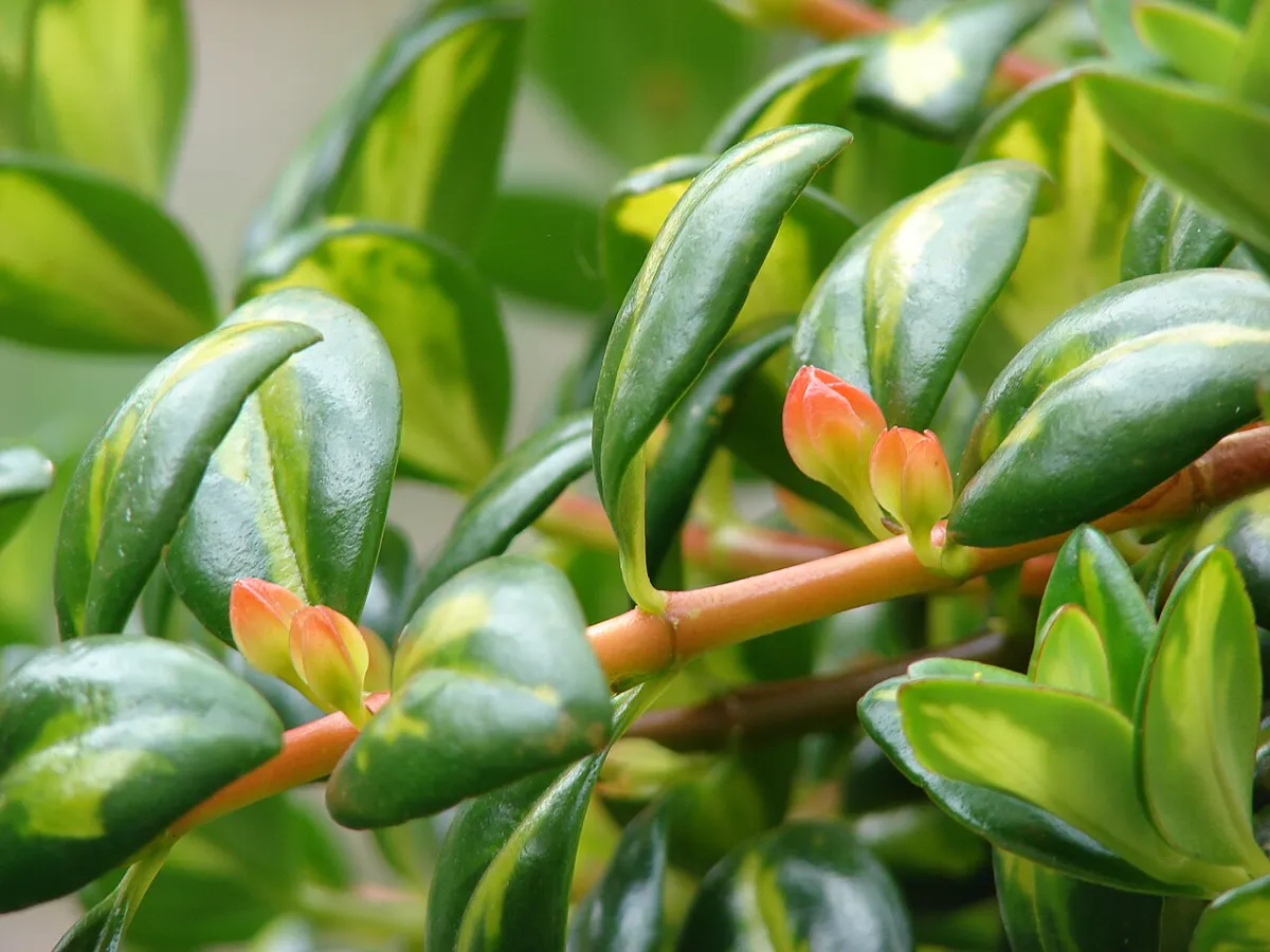 Bushy goldfish plant with variegated leaves and orange buds