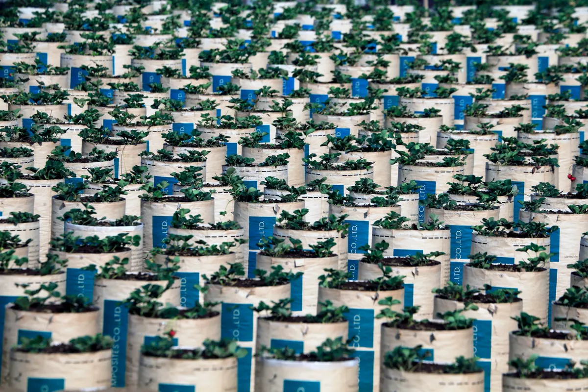 Rows of young plants growing in nursery