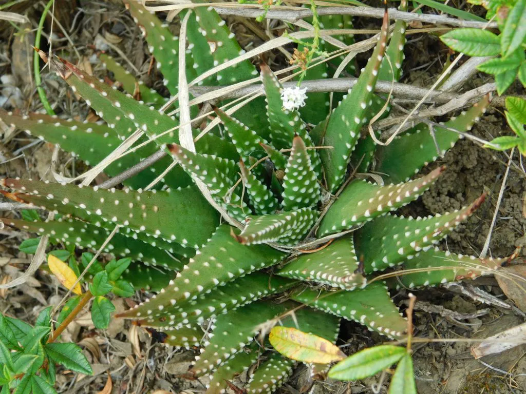 Haworthia rosette with white raised dots on pointed leaves