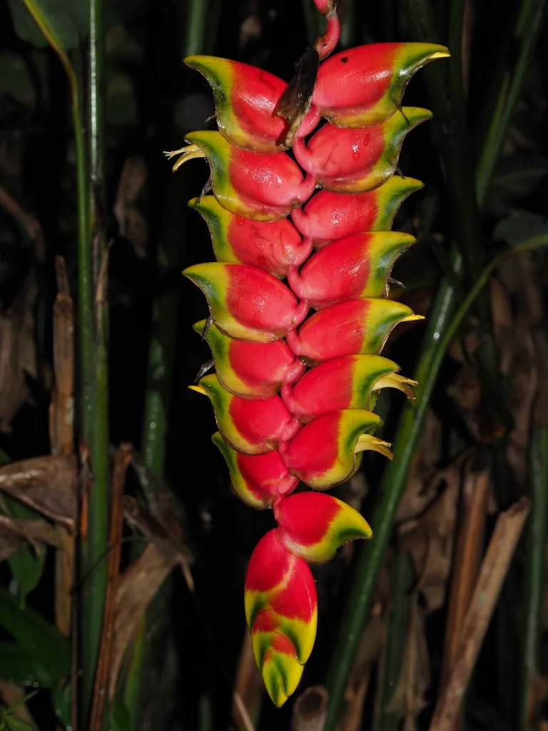 Hanging red and yellow lobster-claw bracts on an arching stem