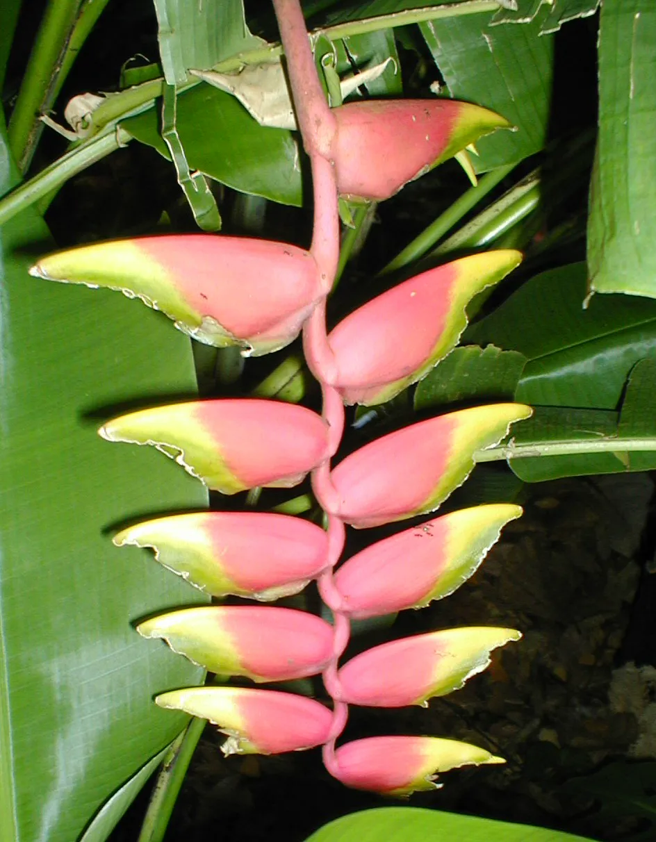 Pink and yellow hanging bracts beside broad paddle-shaped leaves