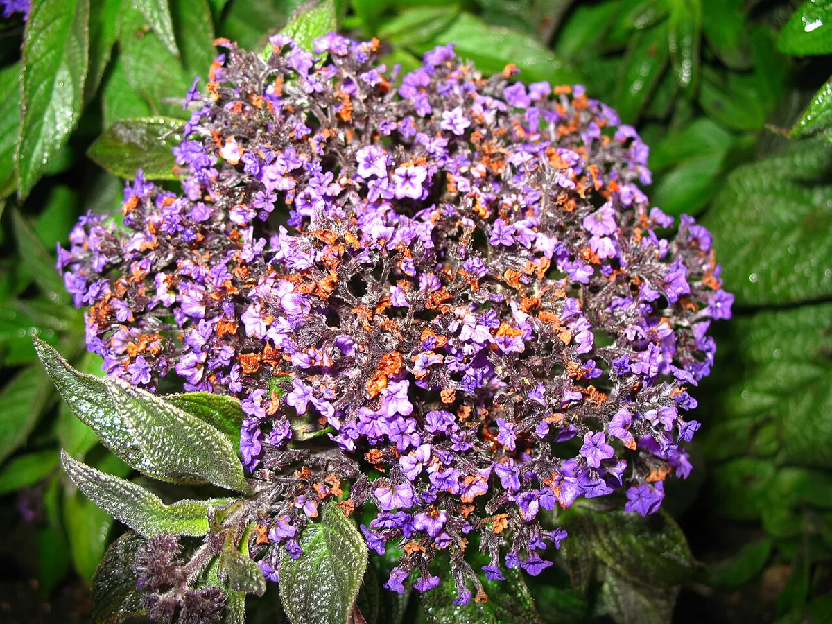 Dense domed head of small purple flowers above deeply veined dark leaves